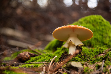 Amanita Muscaria, poisonous mushroom in the natural forest