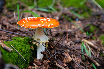 Amanita Muscaria, poisonous mushroom in the forest