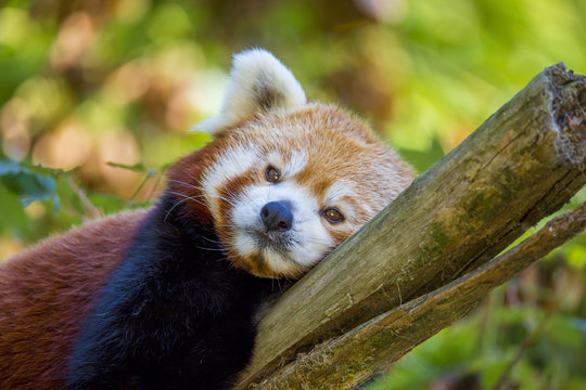 Petit panda roux perché dans un arbre