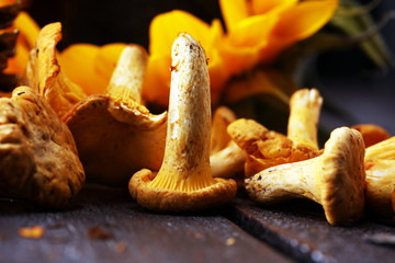 Raw wild chanterelle mushrooms. Composition with wild mushrooms