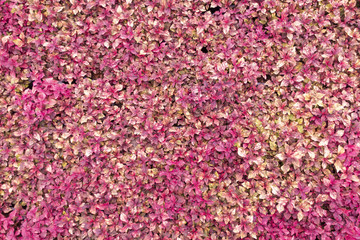 Fototapeta premium Red plant background