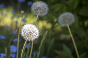 Dandelion