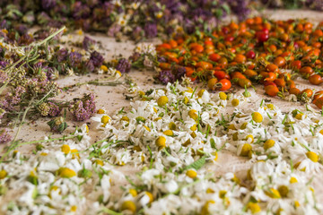 A variety of dried herbs and berries on a tablecloth background. Tea herbs.