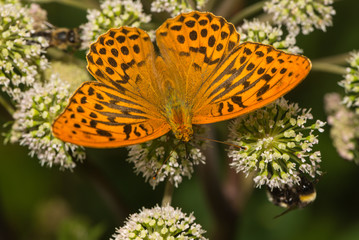 Nahaufnahme eines Kaisermantels
