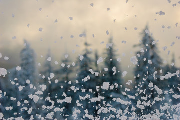 Snowflakes on a window on a background of pines