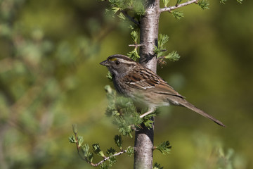 White-throated Sparrow female 