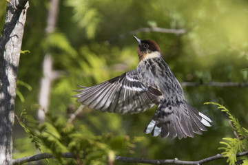 Male bay-breasted warbler in flight