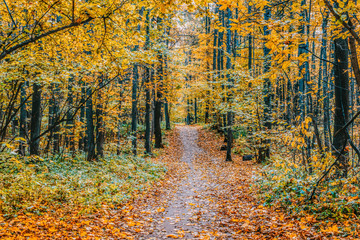 Path in a forest with colorful autumn leaves