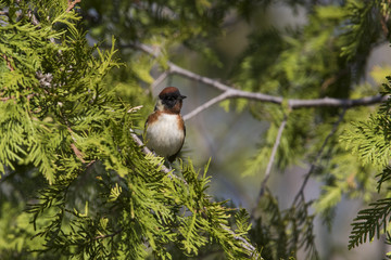Male bay-breasted warbler (Setophaga castanea) in spring