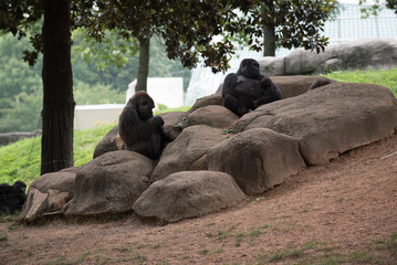 Animals of the Zoo - Gorilla