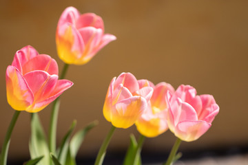 flowers tulips
