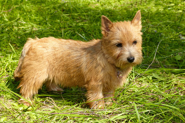 Norwich Terrier stands in the green grass