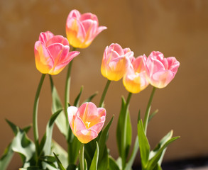flowers tulips
