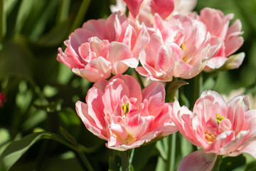 Fototapeta na wymiar flowers tulips