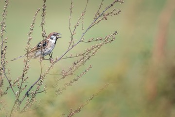 Beautiful nature scene with bird Eurasian Tree Sparrow (Passer montanus). 