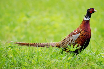 Fototapeta premium Pheasant on the grass 1