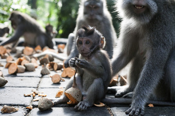 Baby monkey of macaca fascicularis eating sweet potato