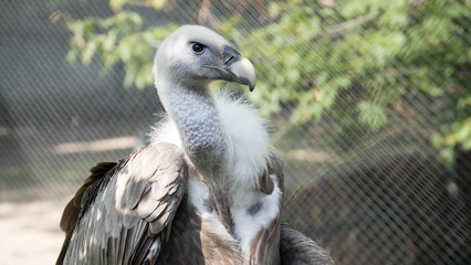 Vulture portrait 