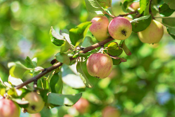 Red apples on a tree during a summer day