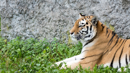 Tiger profile
