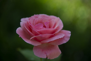 FLOWERS - rose on green background