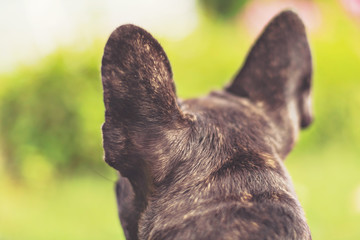 Ears of an french bulldog from behind waiting for the owner that left a moment ago