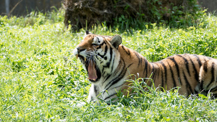 Roaring tiger lying on the grass