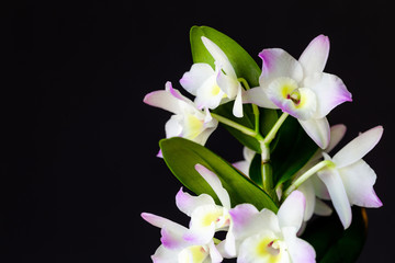 Fototapeta na wymiar Dendrobium, Flower, Orchid, Plant 9