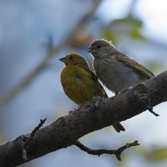 Sicalis flaveola
