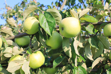 Apple Tree Branch at the Orchard Farm Garden on Sunny Summer Day. Fresh Organic Green Apples Growing on the Tree Outside, Close Up of Tasty Sweet Ripe Apple Fruits on the Tree at Local Orchard