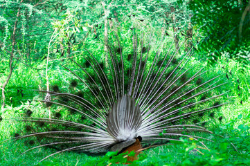 Back of a dancing peacock dancing in the middle of trees in a forest. Shows the less bright feathers and tail of a male peacock