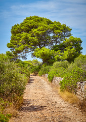 Fototapeta na wymiar Scenic narrow countryside road, Mallorca, Spain