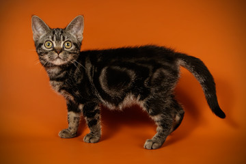 American shorthair cat on colored backgrounds