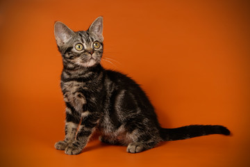 American shorthair cat on colored backgrounds