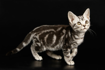 American shorthair cat on colored backgrounds