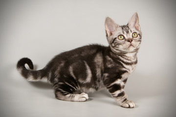 American shorthair cat on colored backgrounds