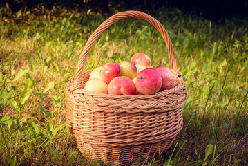 Organic apples in basket in summer grass. Fresh apples in nature