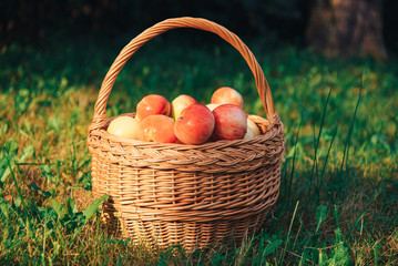 Organic apples in basket in summer grass. Fresh apples in nature