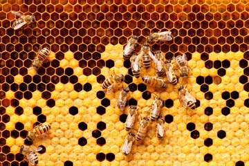 Poster Im Rahmen Bienen auf Waben. © BigBlueStudio