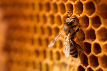Fototapete Biene Biene auf Waben.