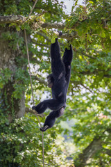 Gibbon Siamang dans les arbres