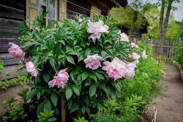 Bush of pink European peony (Paeonia officinalis) © Birute Vijeikiene