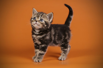 American shorthair cat on colored backgrounds