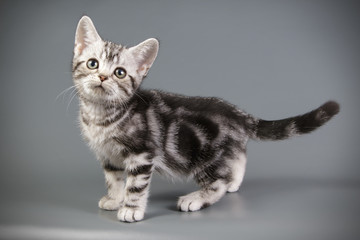 Obraz premium Kot amerykański krótkowłosy na kolorowym tle