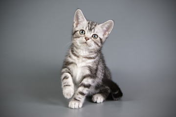 American shorthair cat on colored backgrounds