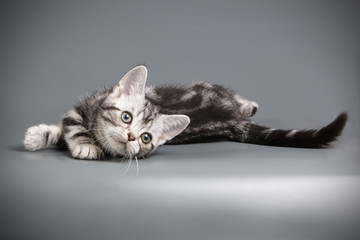 American shorthair cat on colored backgrounds