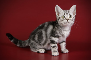 American shorthair cat on colored backgrounds