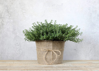Thyme in a pot on a wooden background.