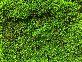 Moss green plants are moist