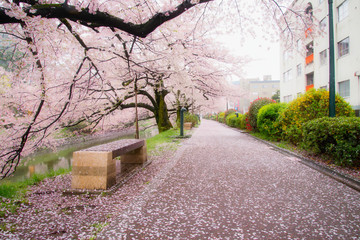 Cherry blossom trees at Matsukawa, Toyama, Japan